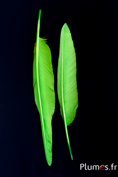 Cygne lame - 28-33 cm - lime